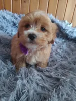 processed/020e5b6e-6970-4126-a3dc-14e6bbd809d9/listing/20228f0e-a970-4b3b-884c-3ff9599fdeb2/830bb2e8-732b-4675-a184-d6fb442ea6b9