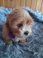 processed/020e5b6e-6970-4126-a3dc-14e6bbd809d9/listing/20228f0e-a970-4b3b-884c-3ff9599fdeb2/cd4479b0-ca48-4e13-b9d7-1a5d311d1d61