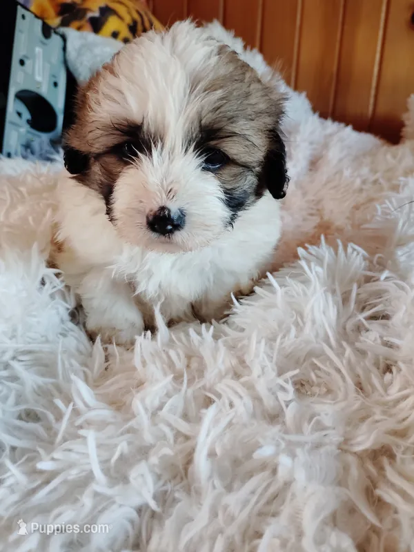 FeMale 3 – Cocker Spaniel, Maltese puppy for sale in Woburn, MA