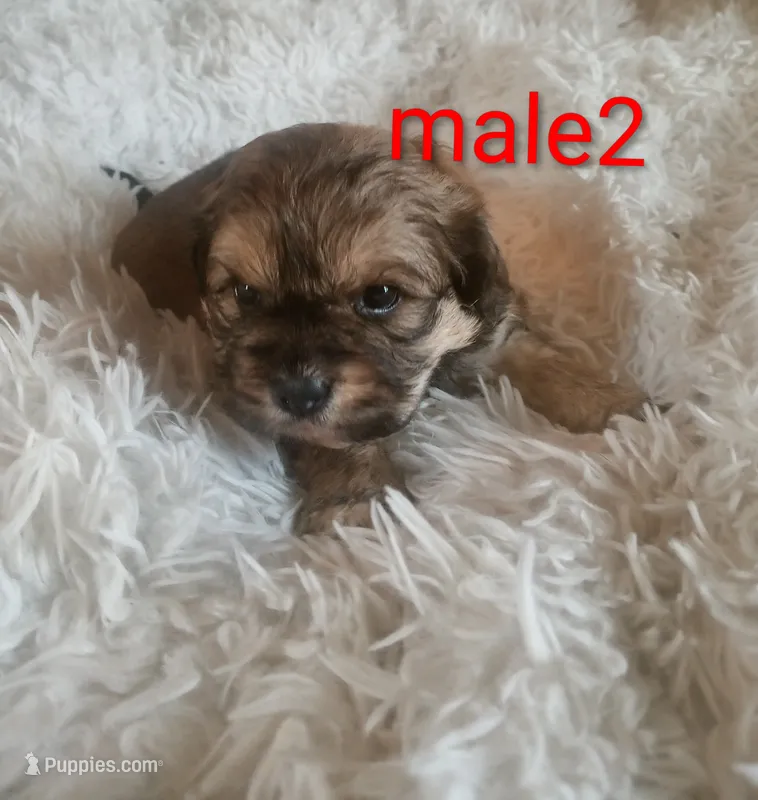 Male 2 – Cocker Spaniel, Maltese puppy for sale in Woburn, MA