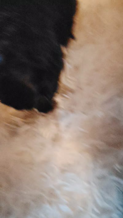 Black female , a female Cocker Spaniel and Shih Tzu for sale in Woburn, MA – 2 of 2