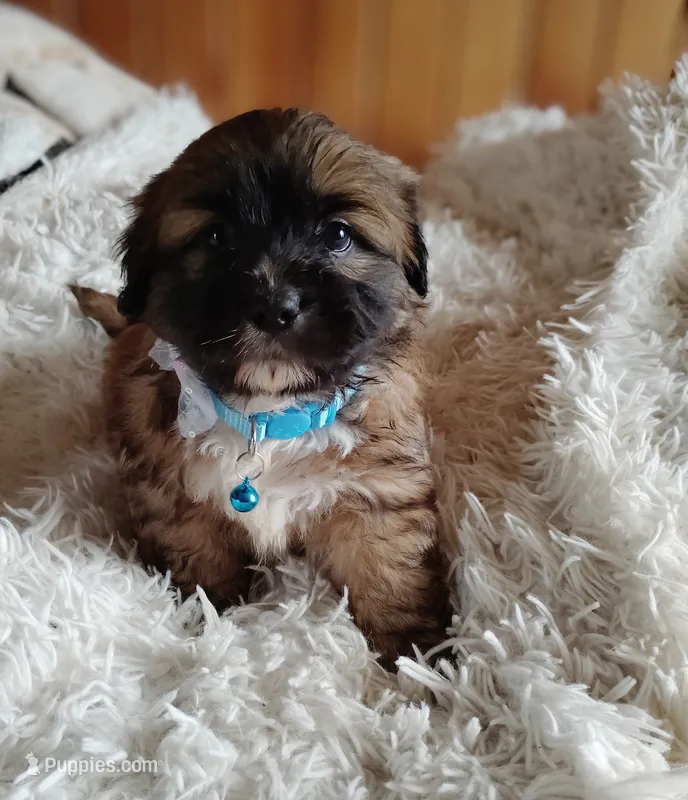Male 1 – Cocker Spaniel, Maltese puppy for sale in Woburn, MA