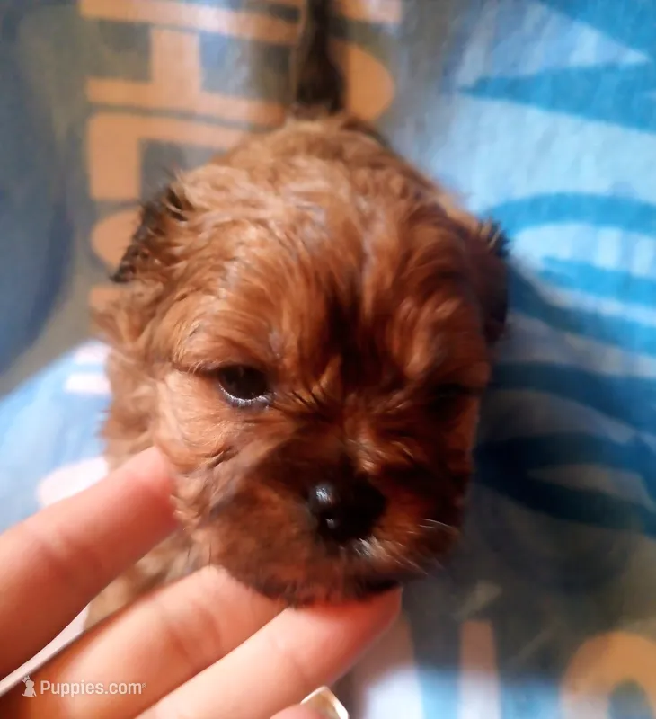 Male 1 – Maltese, Yorkshire Terrier puppy for sale in Woburn, MA