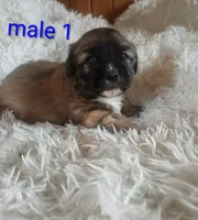 Male 1, a male Cocker Spaniel and Maltese for sale in Woburn, MA – 1 of 1