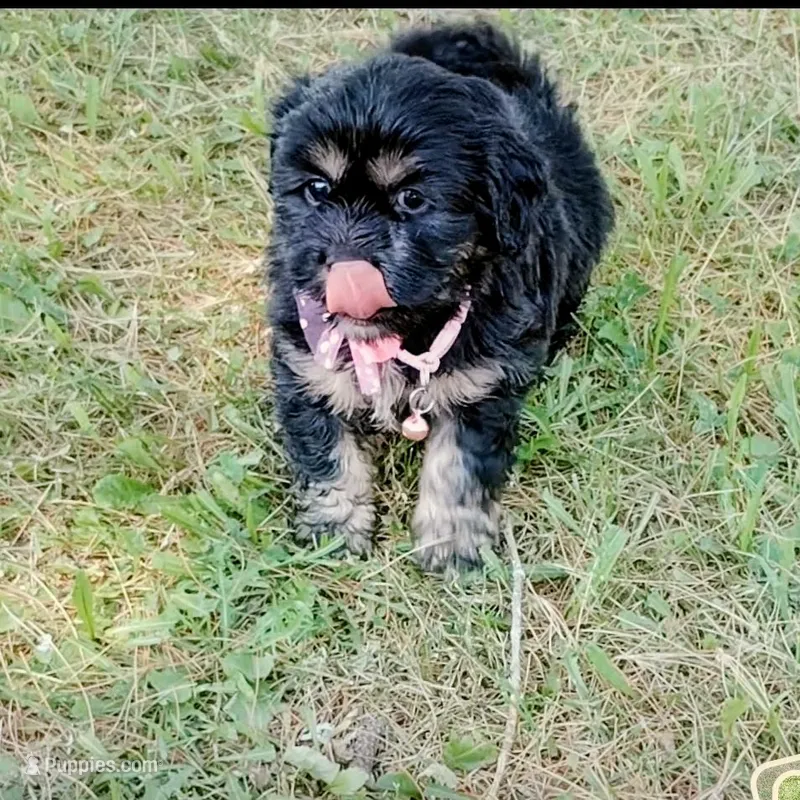 Female 2  – Cocker Spaniel, Maltese puppy for sale in Woburn, MA