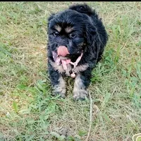 Pandora f2, a female Cocker Spaniel and Maltese for sale in Woburn, MA – 1 of 3