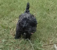Jack , a male Poodle - Miniature  and Miniature Dachshund for sale in Woburn, MA – 4 of 4