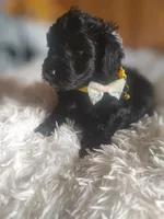 Phantom, a male Poodle - Miniature  and Miniature Dachshund for sale in Woburn, MA – 3 of 4