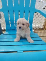 Carmella , a female Cocker Spaniel and Maltese for sale in Woburn, MA – 2 of 3