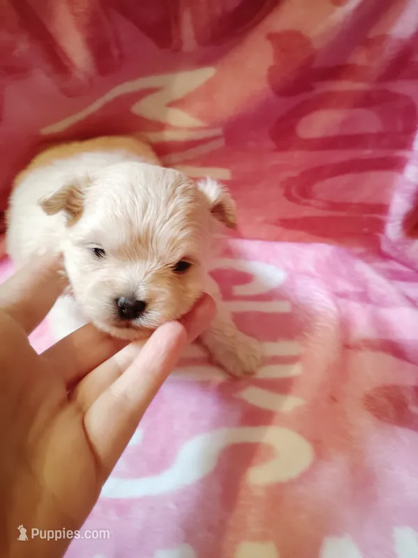 Sammy – Chihuahua, Shih Tzu puppy for sale in Woburn, MA