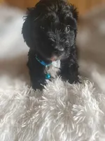 Jack , a male Poodle - Miniature  and Miniature Dachshund for sale in Woburn, MA – 2 of 4