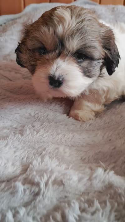 Tri male, a male Cocker Spaniel and Shih Tzu for sale in Woburn, MA – 2 of 2