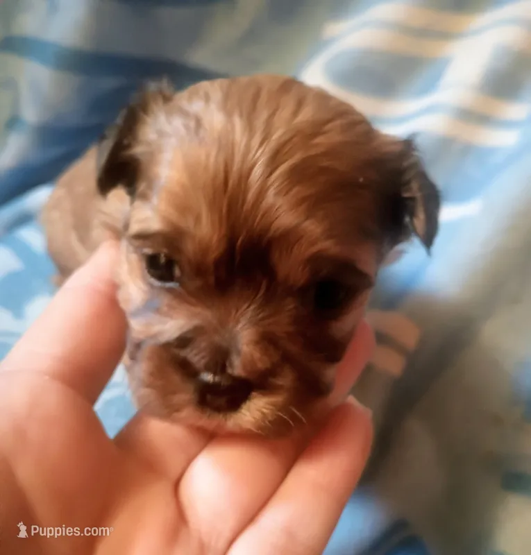 Male 1 – Maltese, Yorkshire Terrier puppy for sale in Woburn, MA