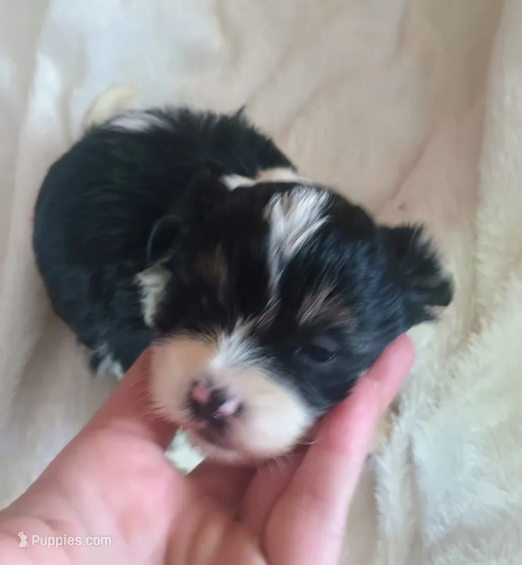 Male 2 – Maltese, Shih Tzu puppy for sale in Woburn, MA