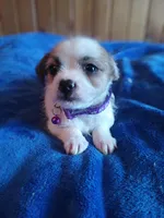 Chico, a male Chihuahua and Maltese for sale in Woburn, MA – Photo 2 of 2