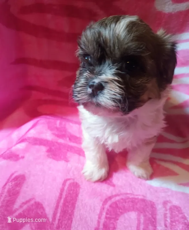 Female 1 – Maltese, Yorkshire Terrier puppy for sale in Woburn, MA