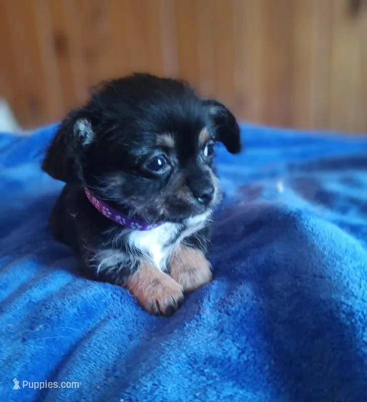 Beans – Chihuahua, Maltese puppy for sale in Woburn, MA
