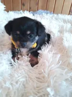 Beans, a female Chihuahua and Maltese for sale in Woburn, MA – Photo 2 of 2