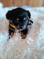 Beans, a female Chihuahua and Maltese for sale in Woburn, MA – Photo 1 of 2