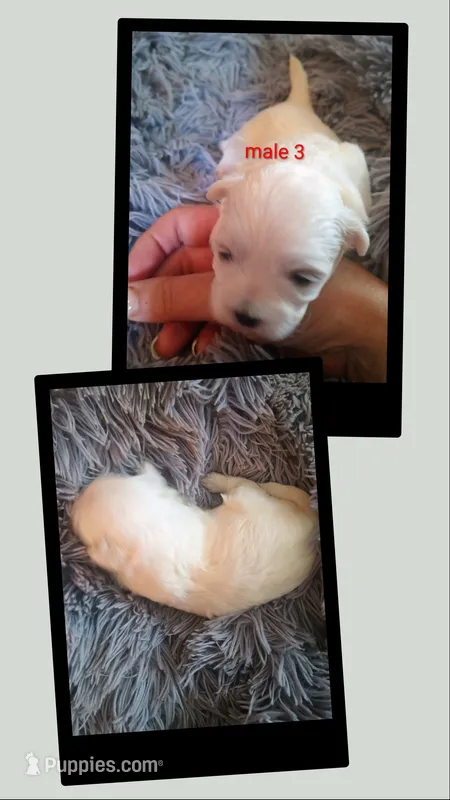 Male 3 – Maltese, Shih Tzu puppy for sale in Woburn, MA