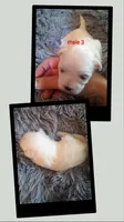 Male 3, a male Maltese and Shih Tzu for sale in Woburn, MA – 1 of 1