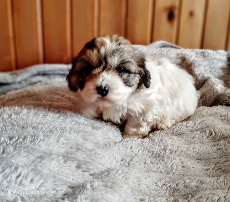 Tri male – Cocker Spaniel, Shih Tzu puppy for sale in Woburn, MA