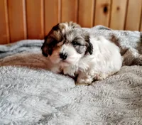 Tri male, a male Cocker Spaniel and Shih Tzu for sale in Woburn, MA – 1 of 2