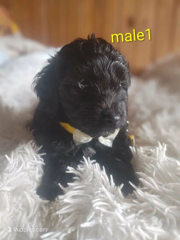 Male 1 – Poodle - Miniature , Miniature Dachshund puppy for sale in Woburn, MA