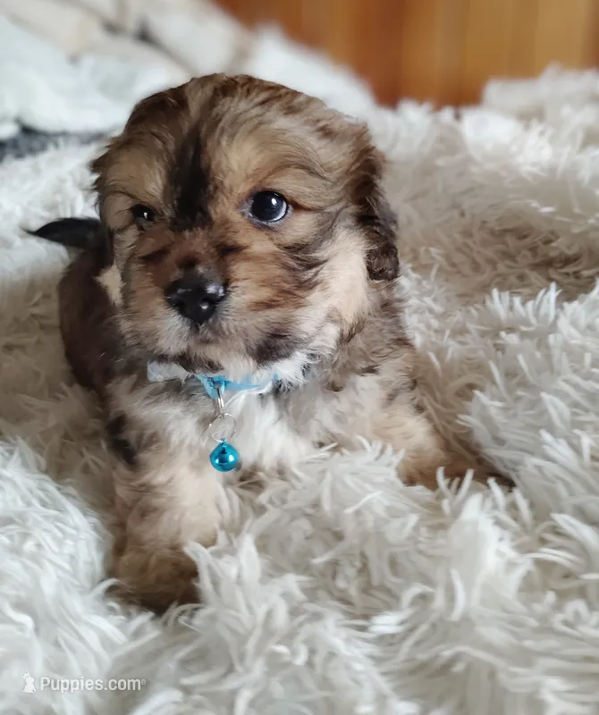 Male 2 – Cocker Spaniel, Maltese puppy for sale in Woburn, MA