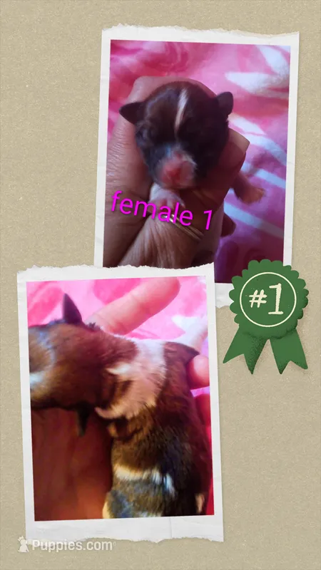 Female 1, a female Maltese and Yorkshire Terrier for sale in Woburn, MA – 1 of 1