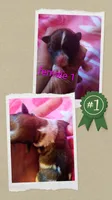 Female 1, a female Maltese and Yorkshire Terrier for sale in Woburn, MA – 1 of 1
