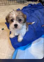 Sadie, a female Yorkshire Terrier and Morkie for sale in Woburn, MA – 2 of 2