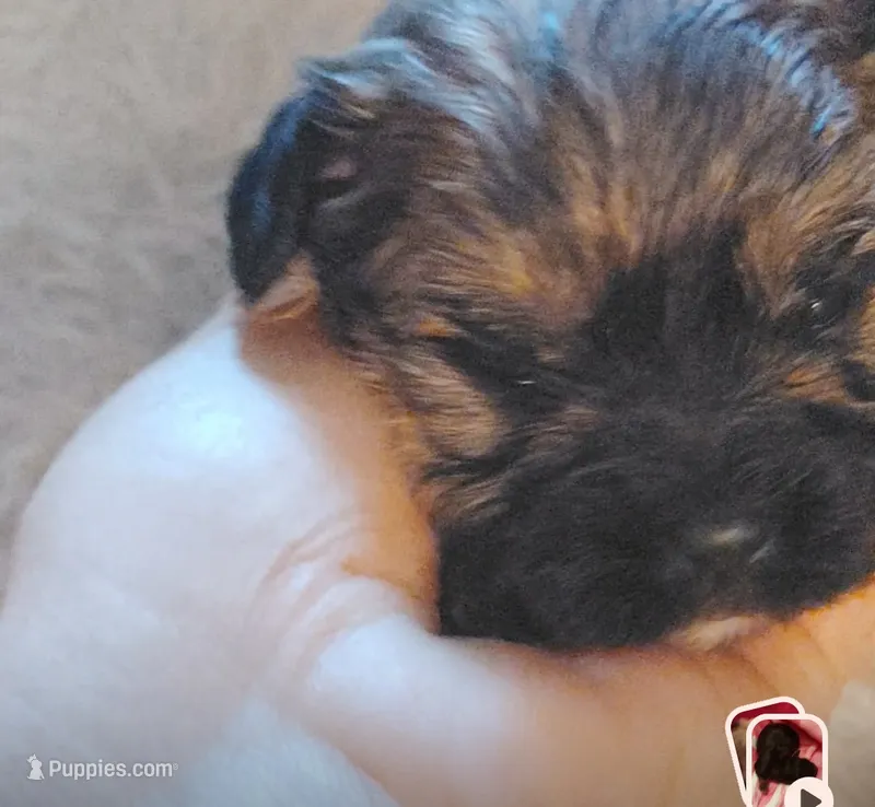 Brown female  – Cocker Spaniel, Shih Tzu puppy for sale in Woburn, MA