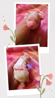 Female 2, a female Maltese and Yorkshire Terrier for sale in Woburn, MA – 1 of 1