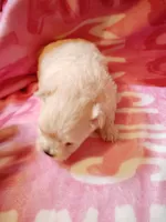 Sammy, a male Chihuahua and Shih Tzu for sale in Woburn, MA – 2 of 4
