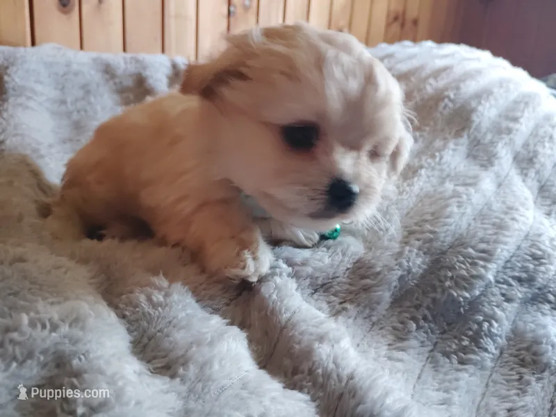 Sammy – Chihuahua, Shih Tzu puppy for sale in Woburn, MA
