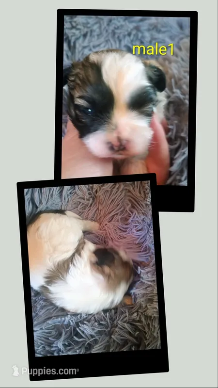 Male 1 – Maltese, Shih Tzu puppy for sale in Woburn, MA