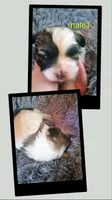 Male 1, a male Maltese and Shih Tzu for sale in Woburn, MA – 1 of 1
