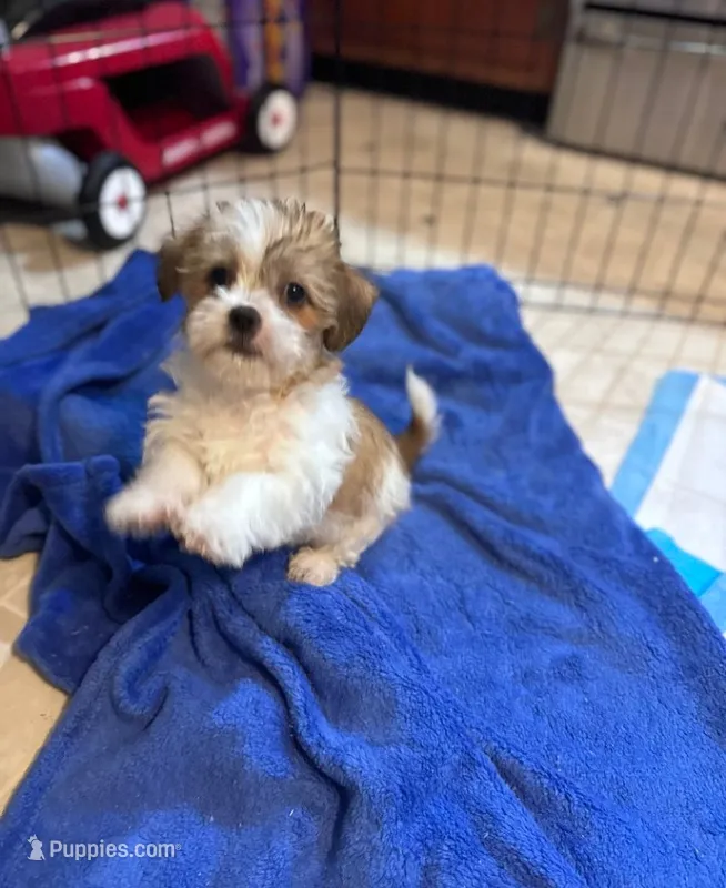 Sadie – Yorkshire Terrier, Morkie puppy for sale in Woburn, MA
