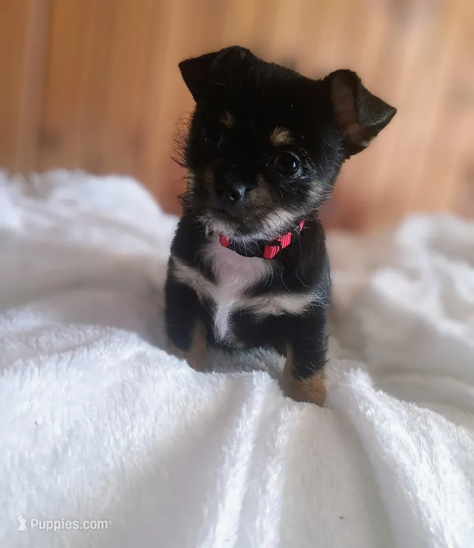 Beans – Chihuahua, Maltese puppy for sale in Woburn, MA