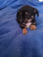 Beans, a male Chihuahua and Maltese for sale in Woburn, MA – Photo 3 of 3