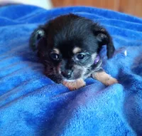 Beans, a male Chihuahua and Maltese for sale in Woburn, MA – Photo 2 of 3