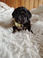Pandora f2, a female Cocker Spaniel and Maltese for sale in Woburn, MA – 2 of 3