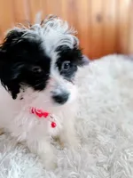 Abby , a female Maltipoo for sale in Woburn, MA – Photo 1 of 2