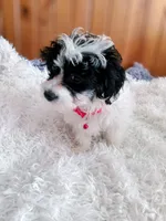 Abby , a female Maltipoo for sale in Woburn, MA – Photo 2 of 2