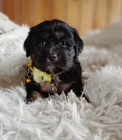 Pandora f2, a female Cocker Spaniel and Maltese for sale in Woburn, MA – 3 of 3
