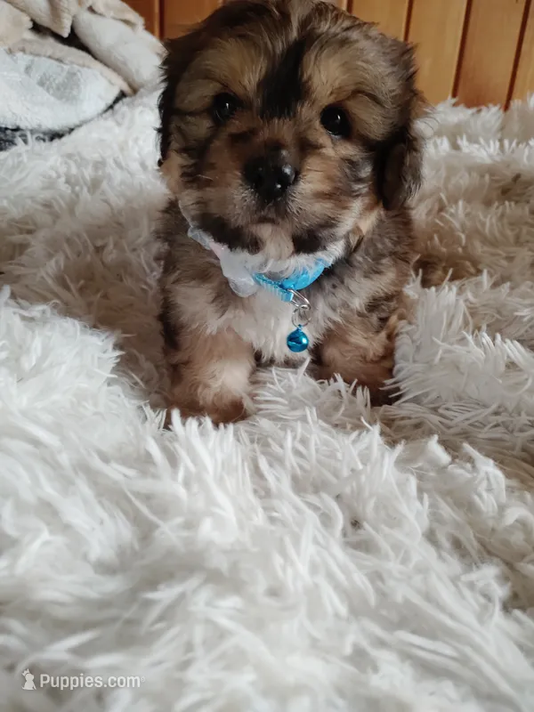 Male 2 – Cocker Spaniel, Maltese puppy for sale in Woburn, MA