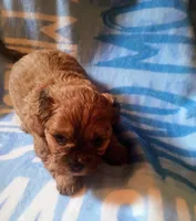 Oliver , a male Maltese and Yorkshire Terrier for sale in Woburn, MA – 2 of 2