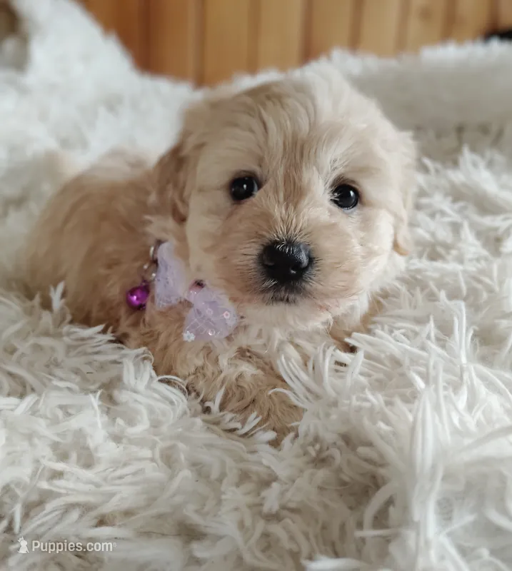 Female1 – Cocker Spaniel, Maltese puppy for sale in Woburn, MA