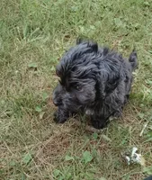 Phantom, a male Poodle - Miniature  and Miniature Dachshund for sale in Woburn, MA – 4 of 4